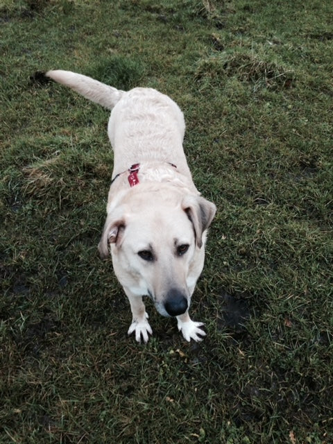 Alte Hunde – Gelassene Seelen voller Liebe 🐾