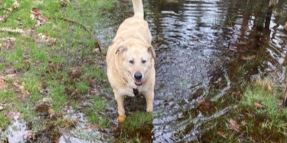 Seniorenhunde: Charme, Macken & Alltag