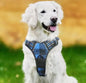 4-teiliges Hundegeschirr Set mit Halsband, Leine & Sicherheitsgurt