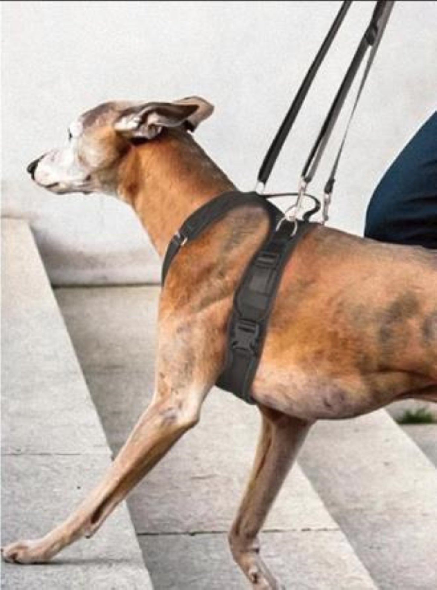 Hunde Schlingengeschirr: Unterstützung für Vorder- und Hinterbeine
