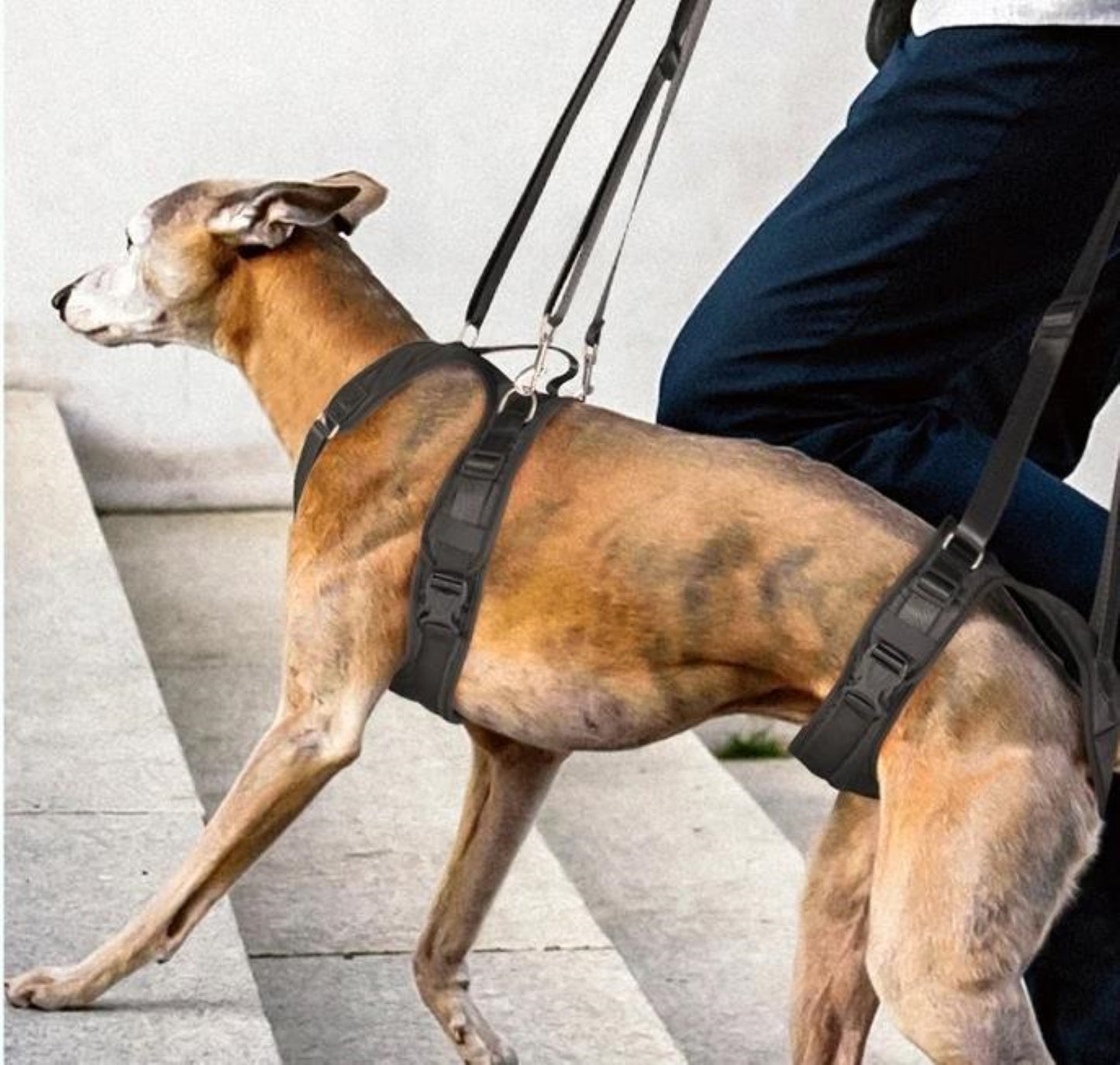 Hunde Schlingengeschirr: Unterstützung für Vorder- und Hinterbeine