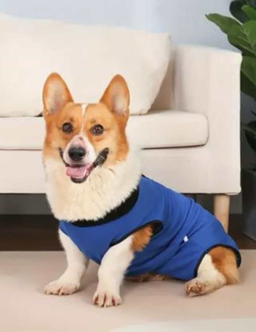 Postoperativer Hundebody | Genesungsbody für Hunde
